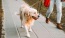 a dog on a leash