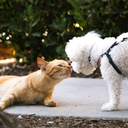 pet policy